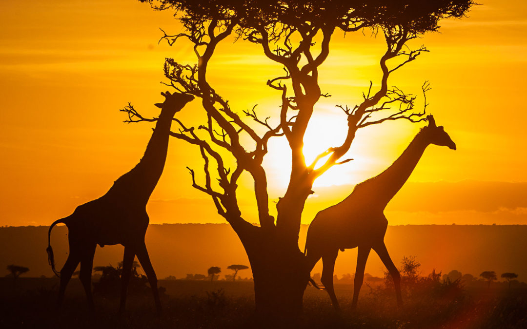 KENYA : Safari Fotografico