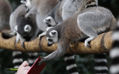 Madagascar 15 giorni