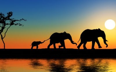 AFRICA – KENIA