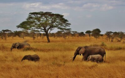 Tanzania -Safari e le bianche spiagge di Zanzibar-