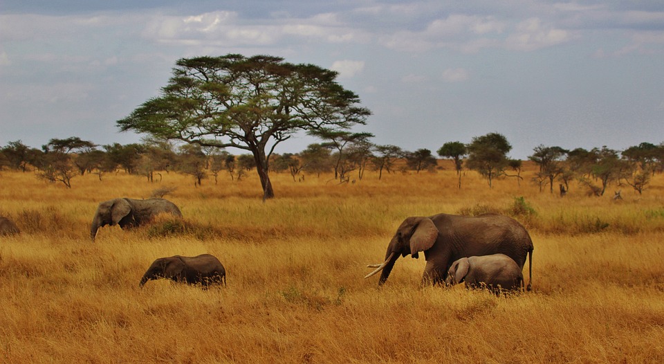 Tanzania -Safari e le bianche spiagge di Zanzibar-